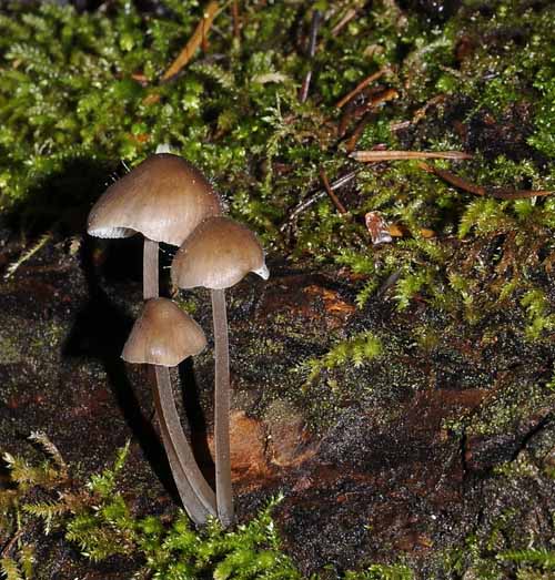 Forest Fungus