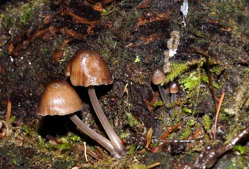 Forest Fungus