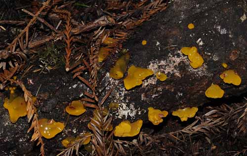 Forest Fungus