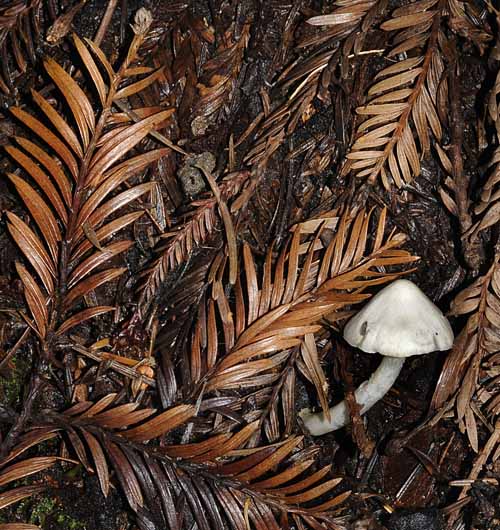 Forest Fungus