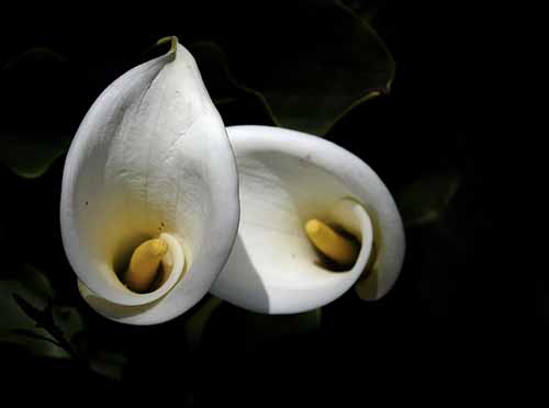 Cala Lily