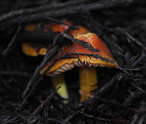Forest Fungus