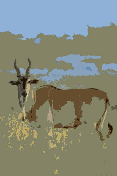 Kenyan Antelope