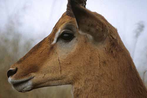 Profile of an Antelope