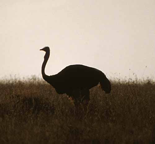 Ostrich on the Serengeti