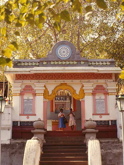 Sacred Bodhi Tree Temple