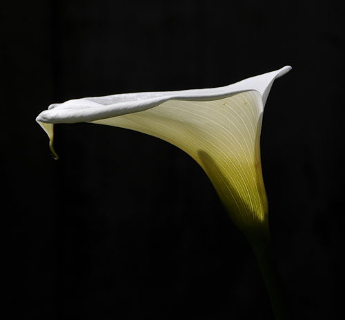 Cala Lily