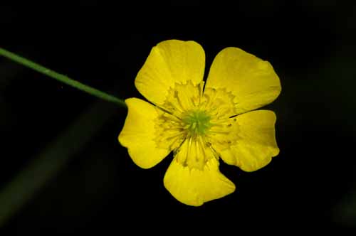 Michigan Wildflowers