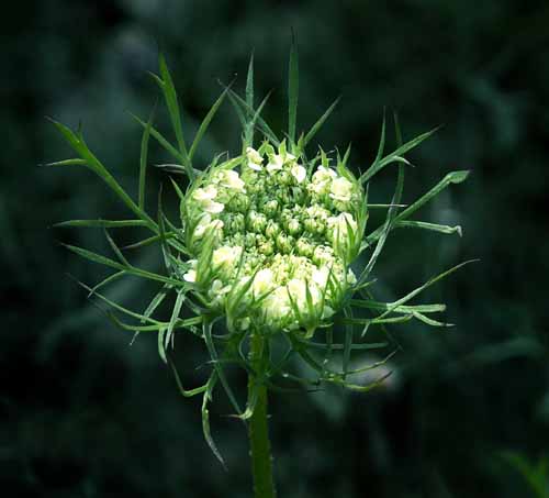 Michigan Wildflowers