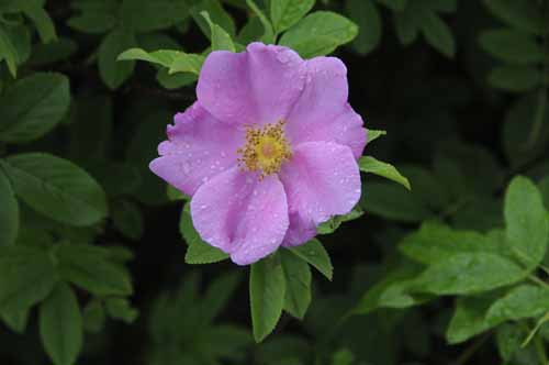 Michigan Wildflowers