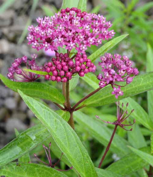 Michigan Wildflowers