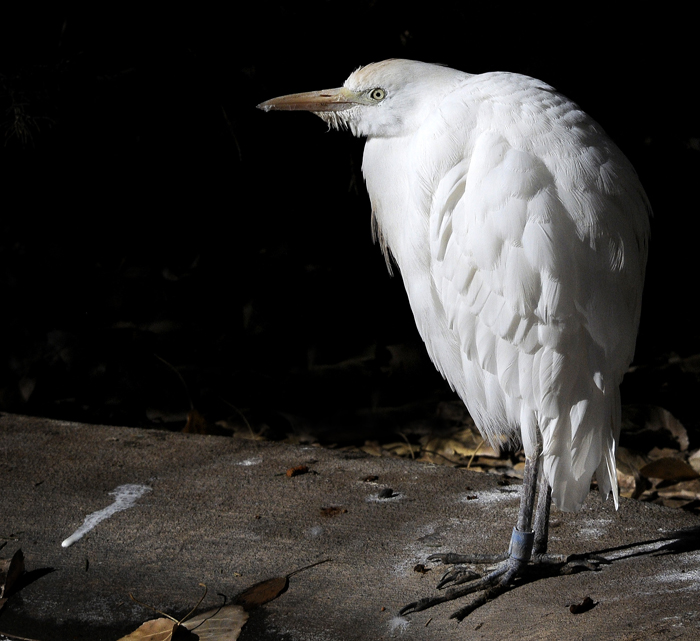 Snowy Egret