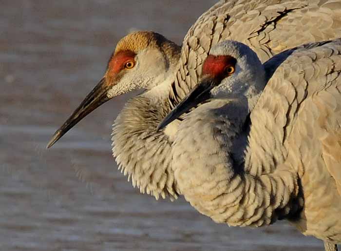 Sandhill Cranes