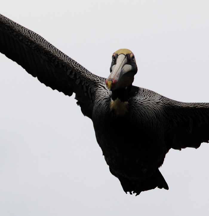 Brown Pelican