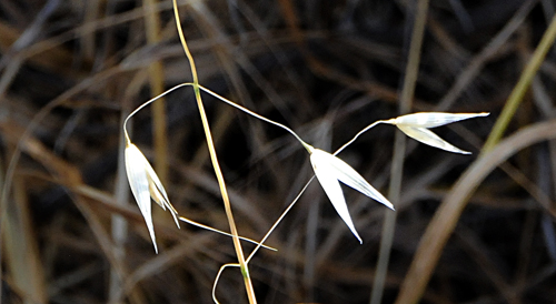 Cranes Bills