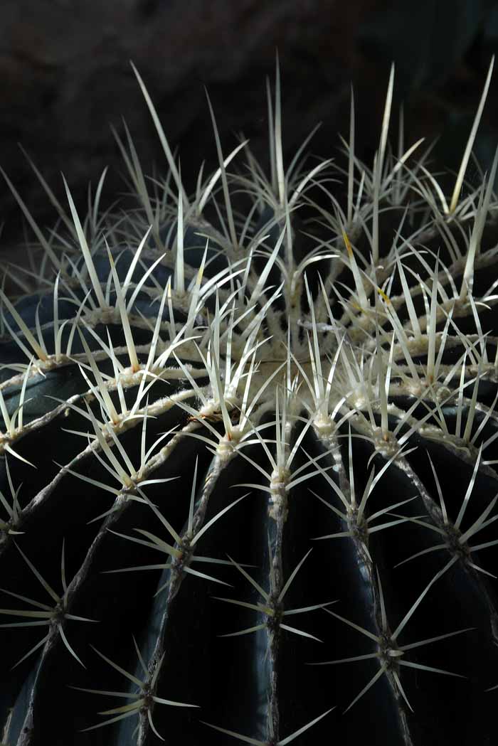 Succulents, Cactus & Other Spiny Plants