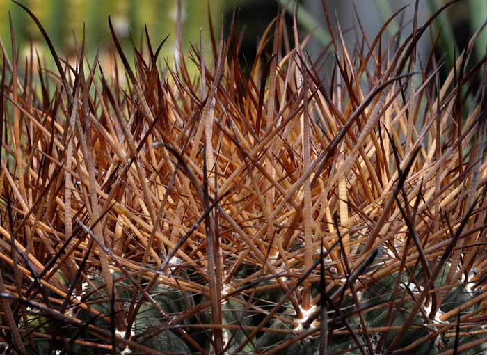 Succulents, Cactus & Other Spiny Plants