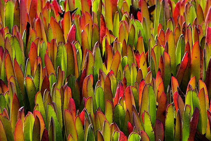 Coastal Ice Plant