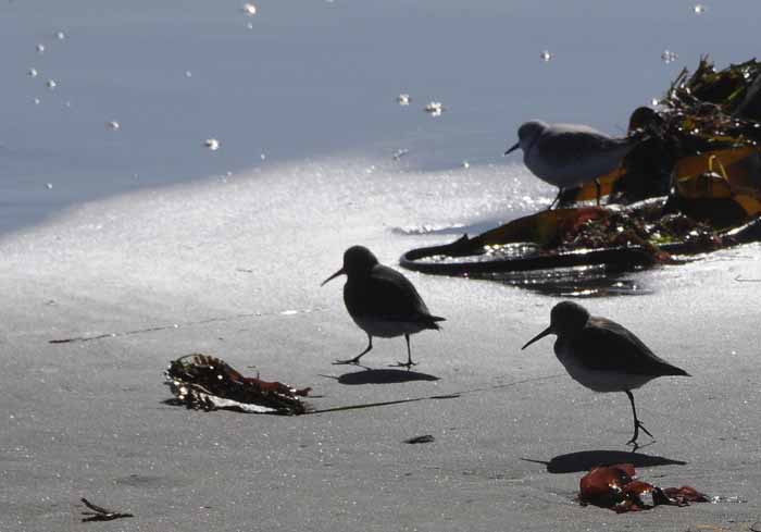 Sandpipers on the Beach