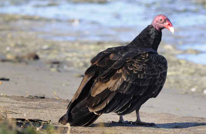 Turkey Vulture