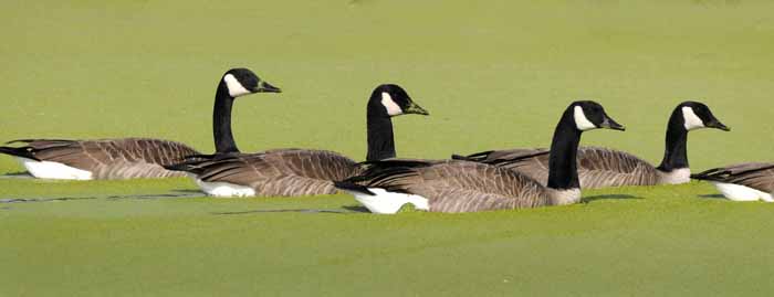 Geese in Duck Weed