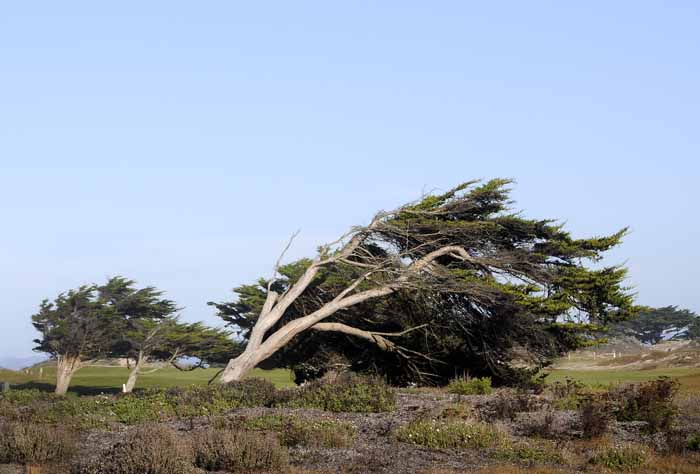 Wind Pruned Cypress
