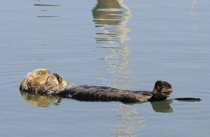 California Sea Otter