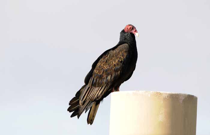 Turkey Vulture