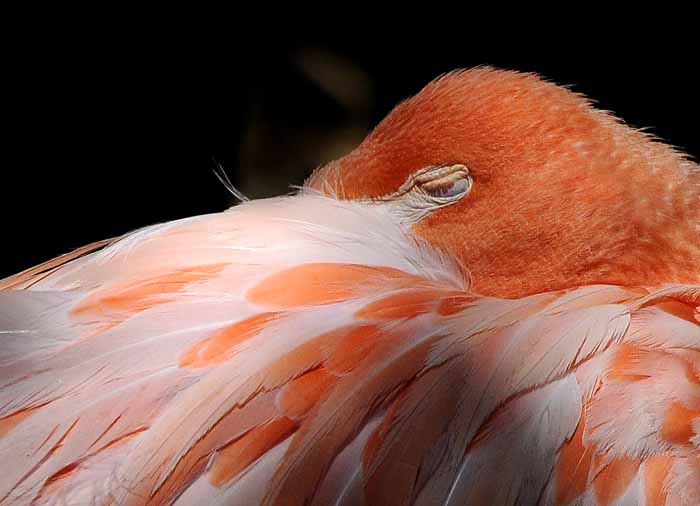 The Color of Flamingos