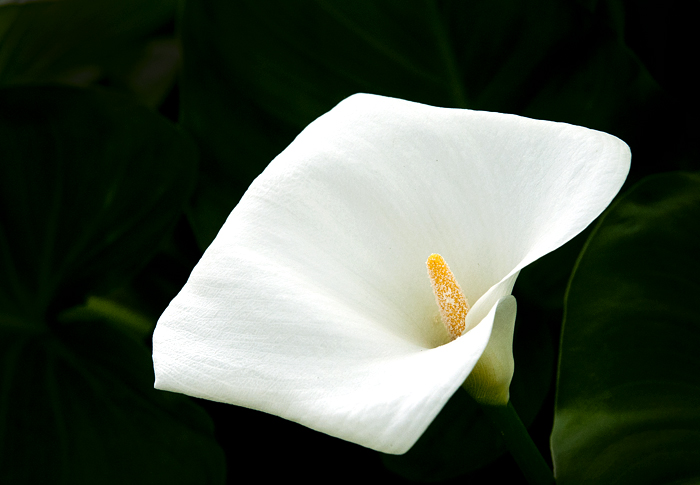 Cala Lily