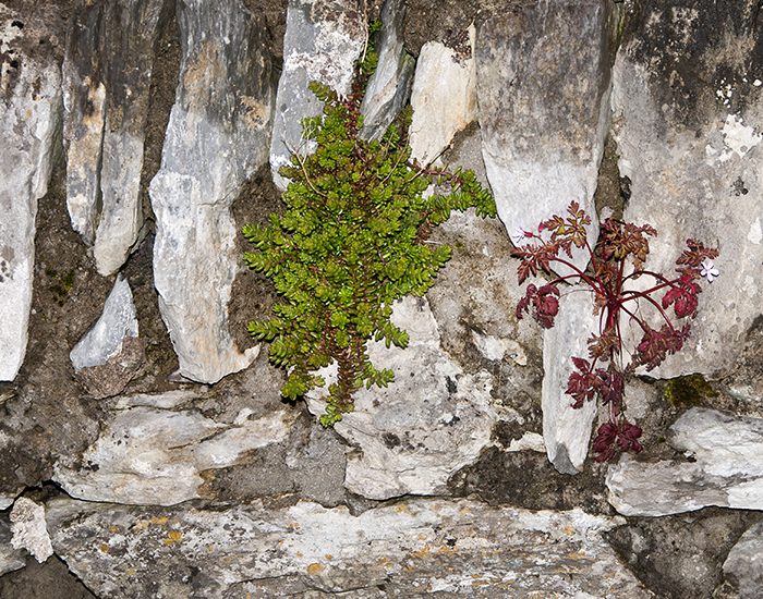 Rock Garden