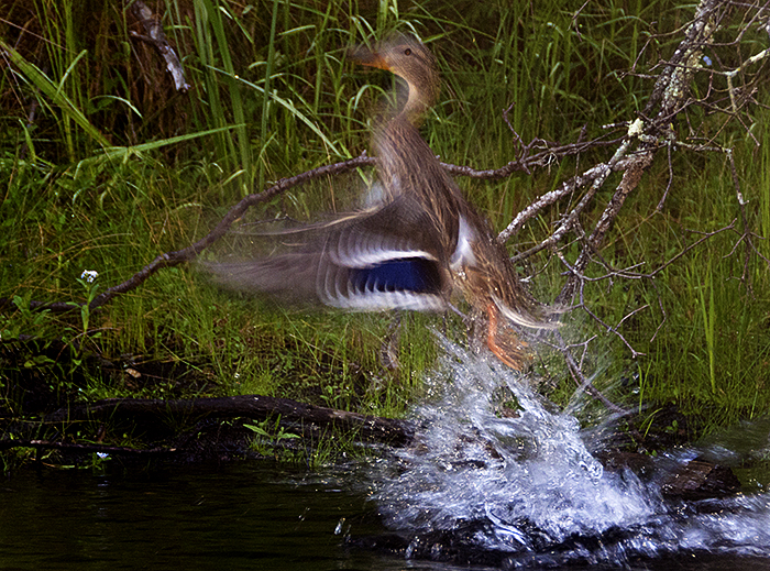 Flight of the Mallard