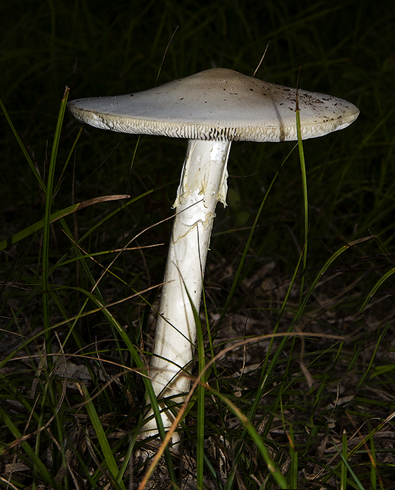 Forest Fungus