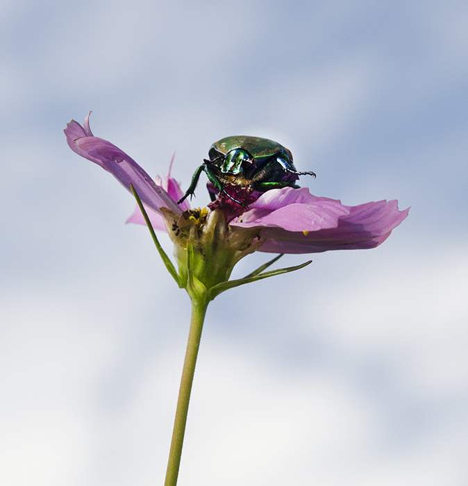 Beetle & Cosmos