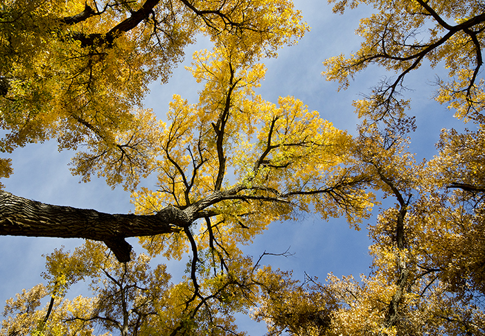 Under the Cottonwood Canopy