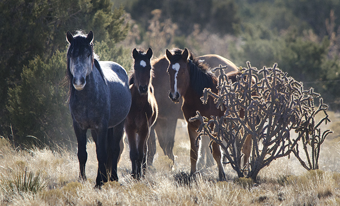 Wild Horses of Placitas