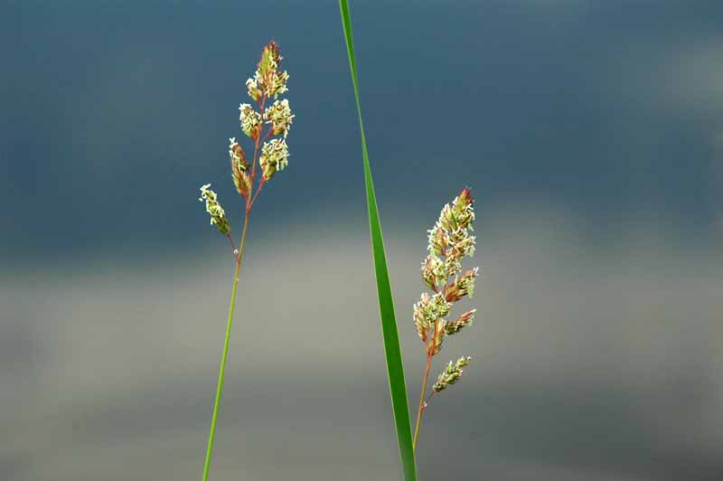 Pond Grasses