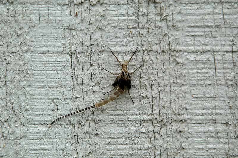 May Fly Skeleton