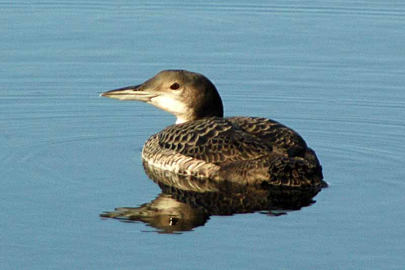 Immature Loon on Higgins Lake