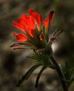 Indian Paint Brush