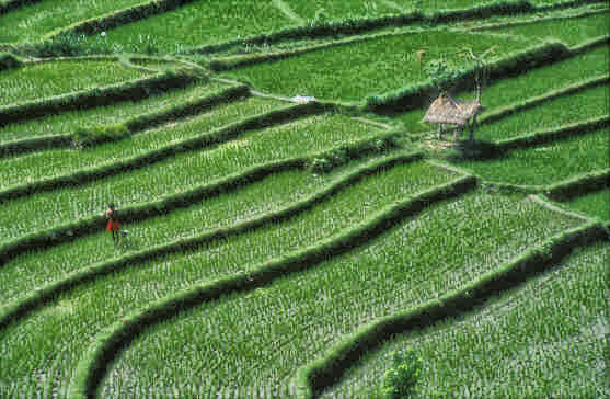 Rice Terraces