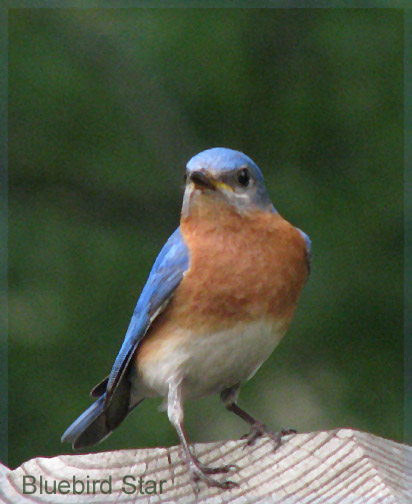 Bluebird Star