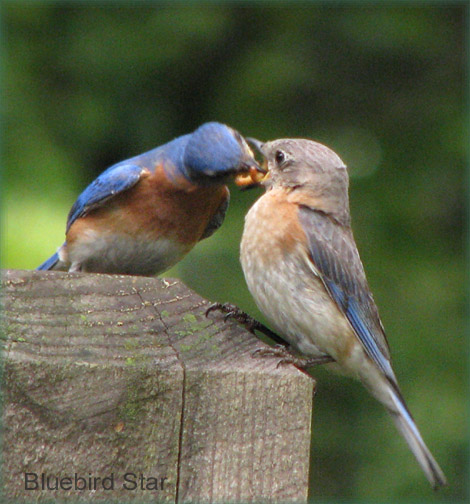 Bluebirds Courting,  Dad Feeds Mom
