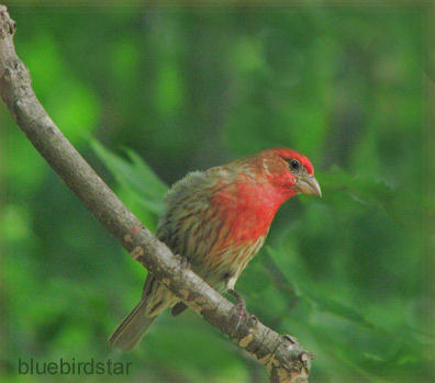 House Finch