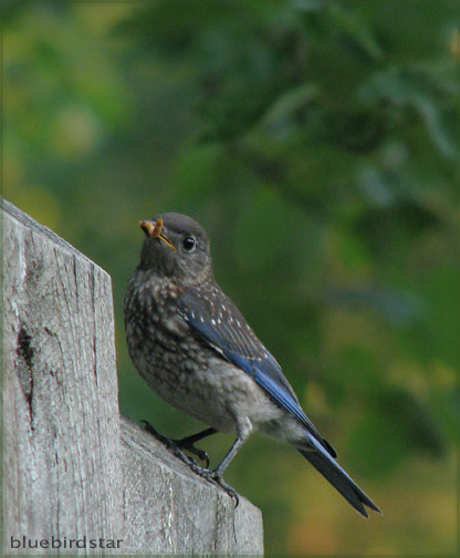Baby Bluebird - Male