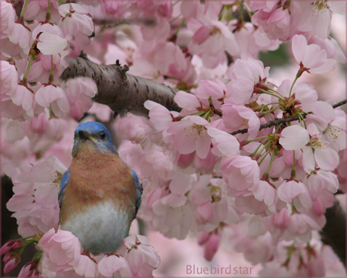 Daydreaming of Bluebirds