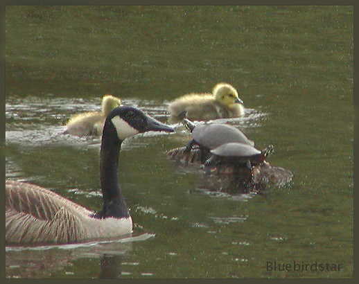 Goslings - Canada Geese