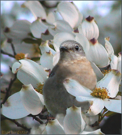 Bluebird Mom