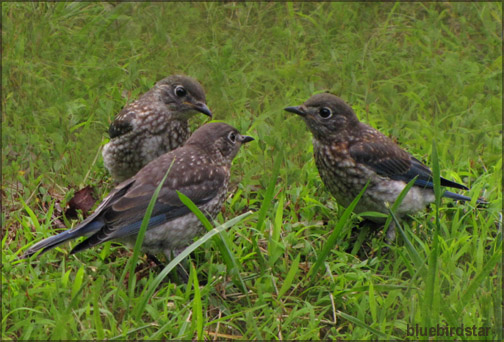 Baby Bluebirds