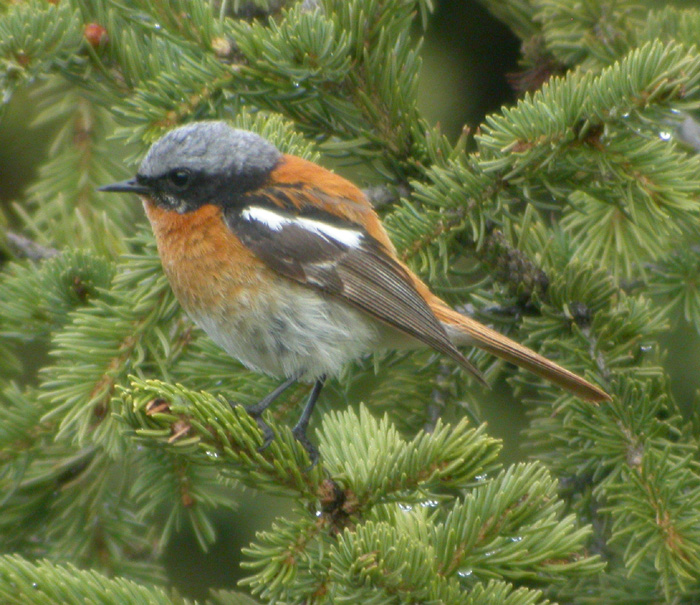 Altairdstjrt ♂